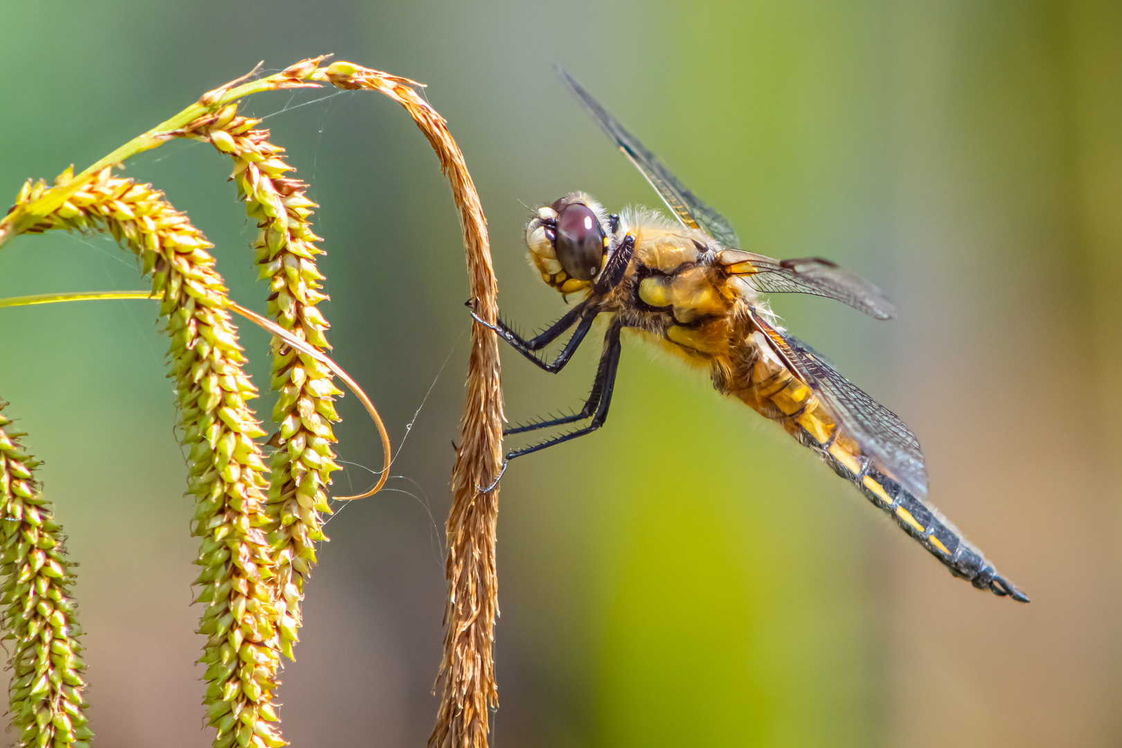 Libelle ohne Namen