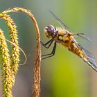 Libelle ohne Namen