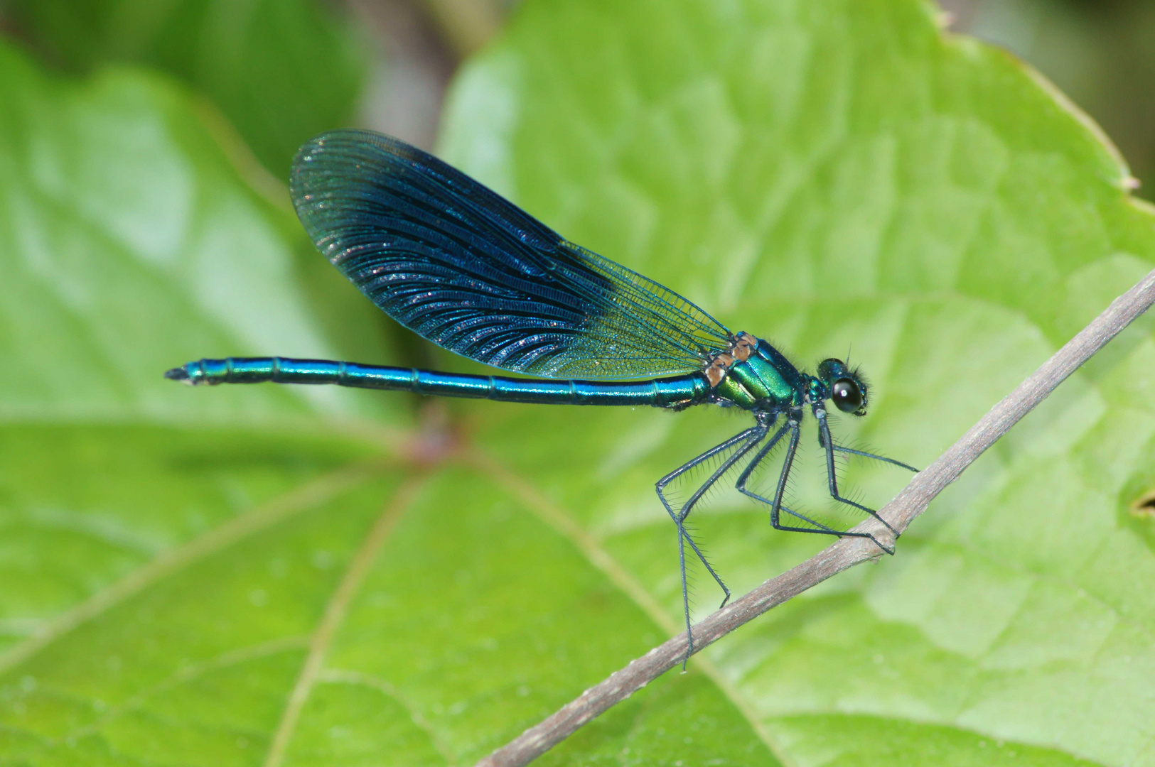 Libelle on Air