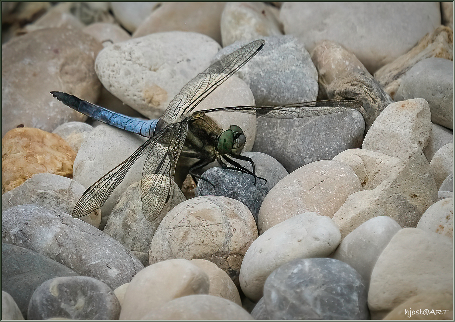 Libelle "on the Rocks" ...