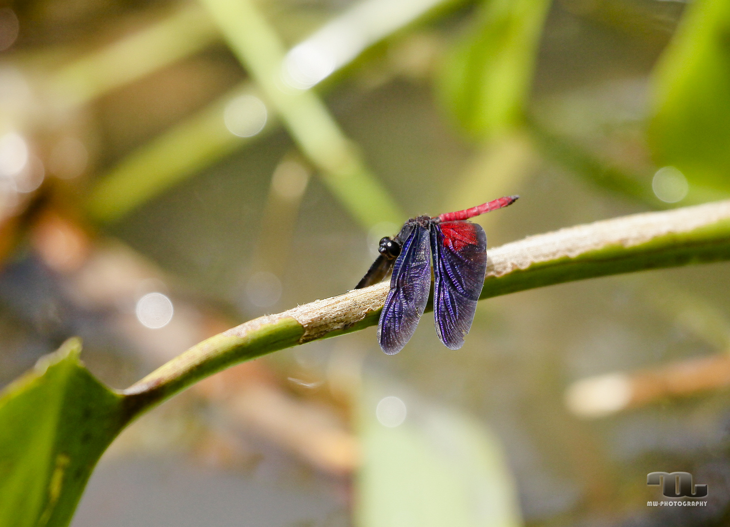 Libelle Orinoco Venezuela