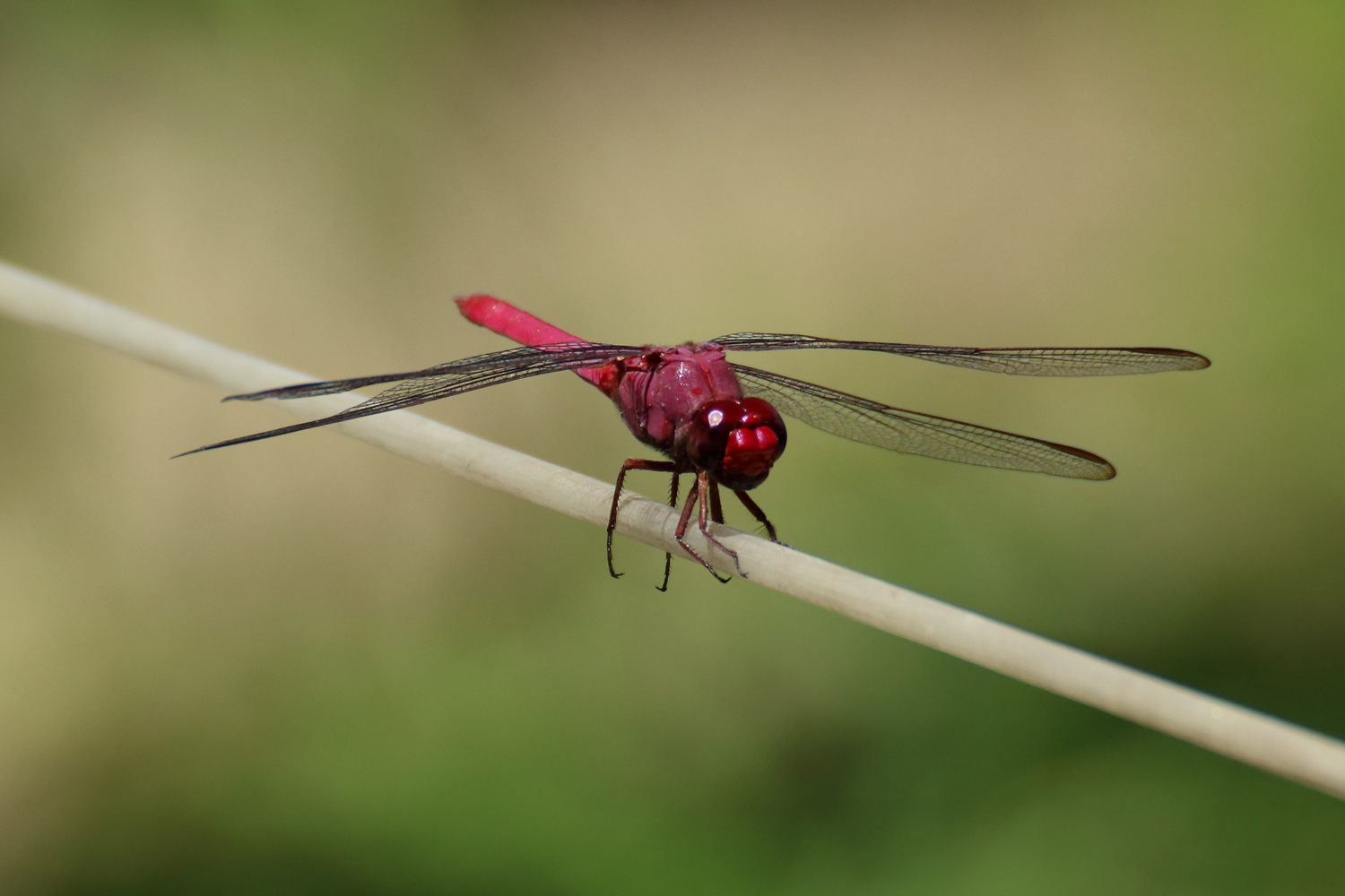 Libelle (Orthemis discolor?)