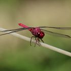 Libelle (Orthemis discolor?)