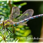 Libelle pausiert im Nadelwald