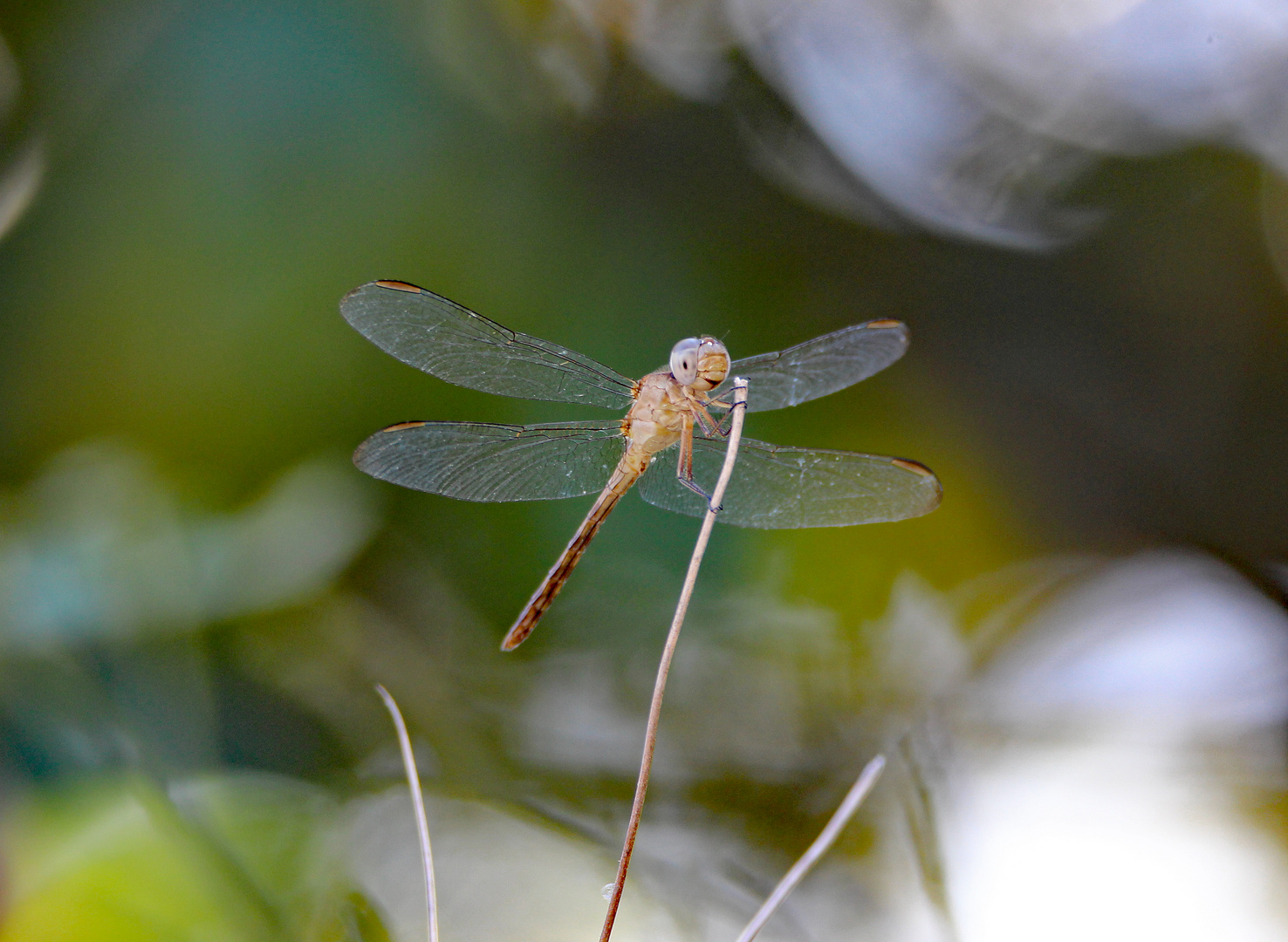 Libelle "Perithemis domitia" in Costa Rica