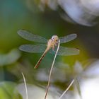 Libelle "Perithemis domitia" in Costa Rica