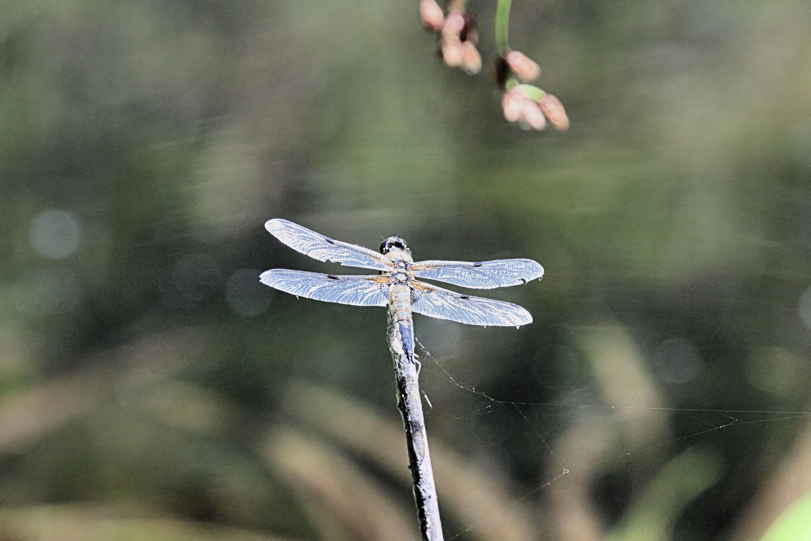 Libelle - Petite Carmargue Alsacienne - Saint Louis (F)