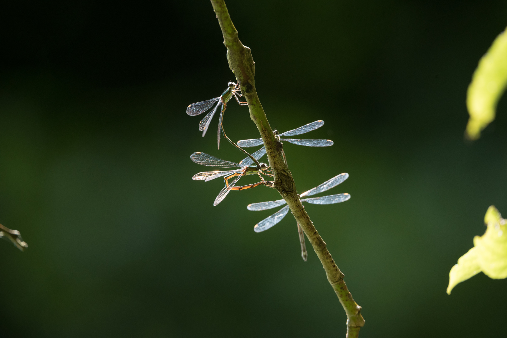 Libelle Pfefferfließ-5626