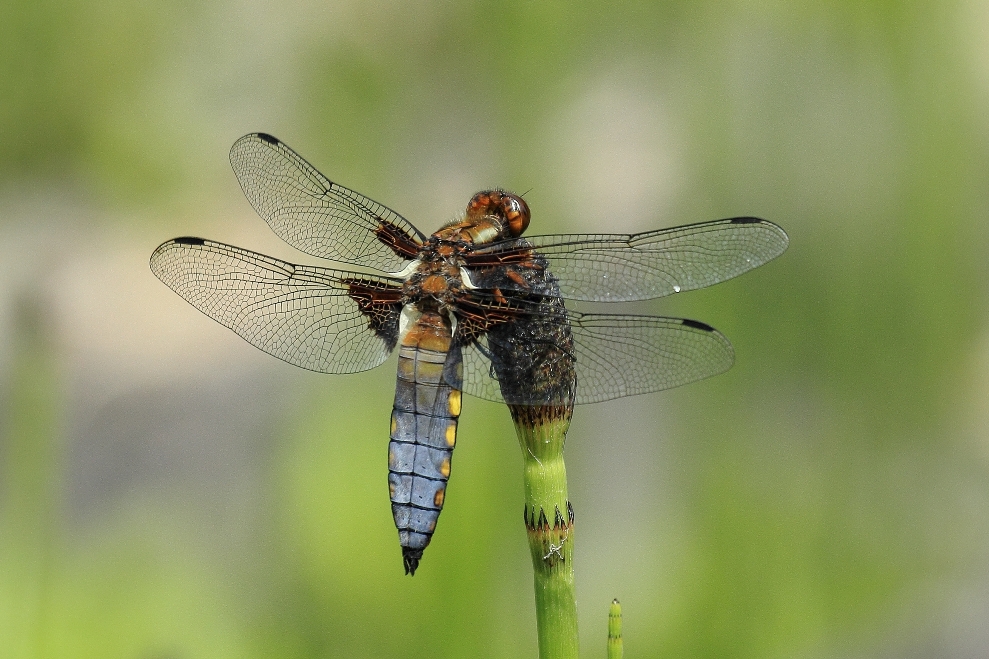 Libelle (Plattbauch, junges Männchen)