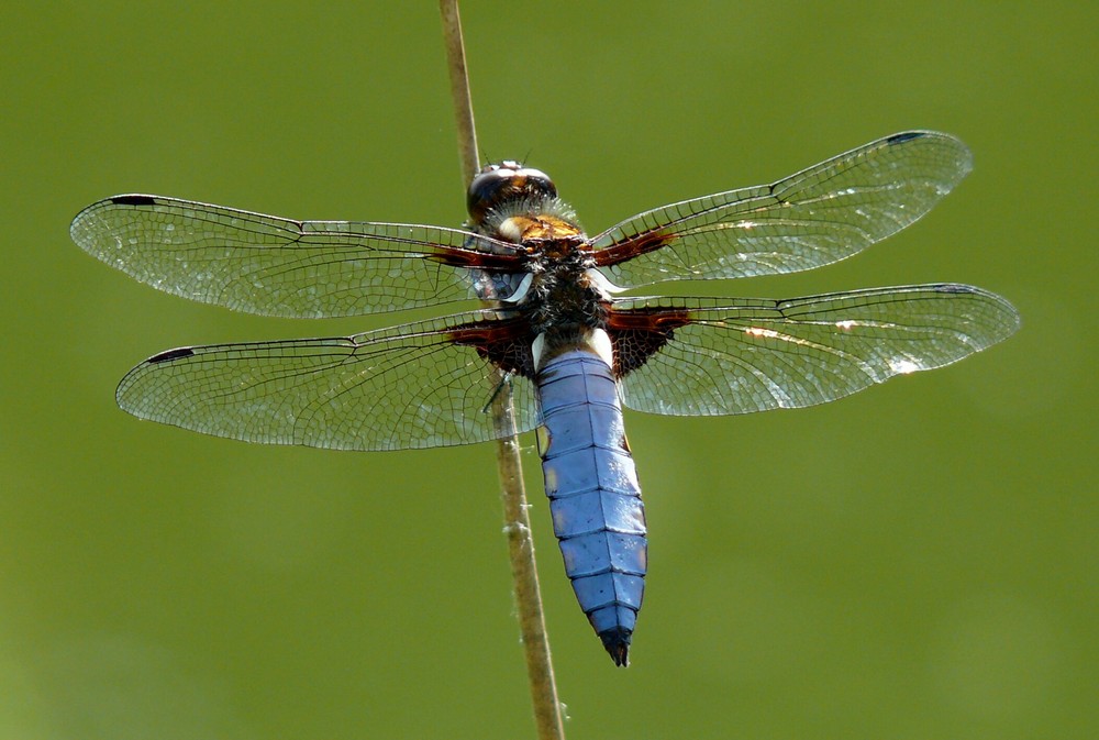 Libelle (Plattbauch Libellula depressa)