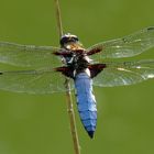 Libelle (Plattbauch Libellula depressa)