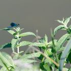 _Libelle Pleidelsheim Kawag,Calopteryx splendens, die gebänderte Prachtlibelle, männlich