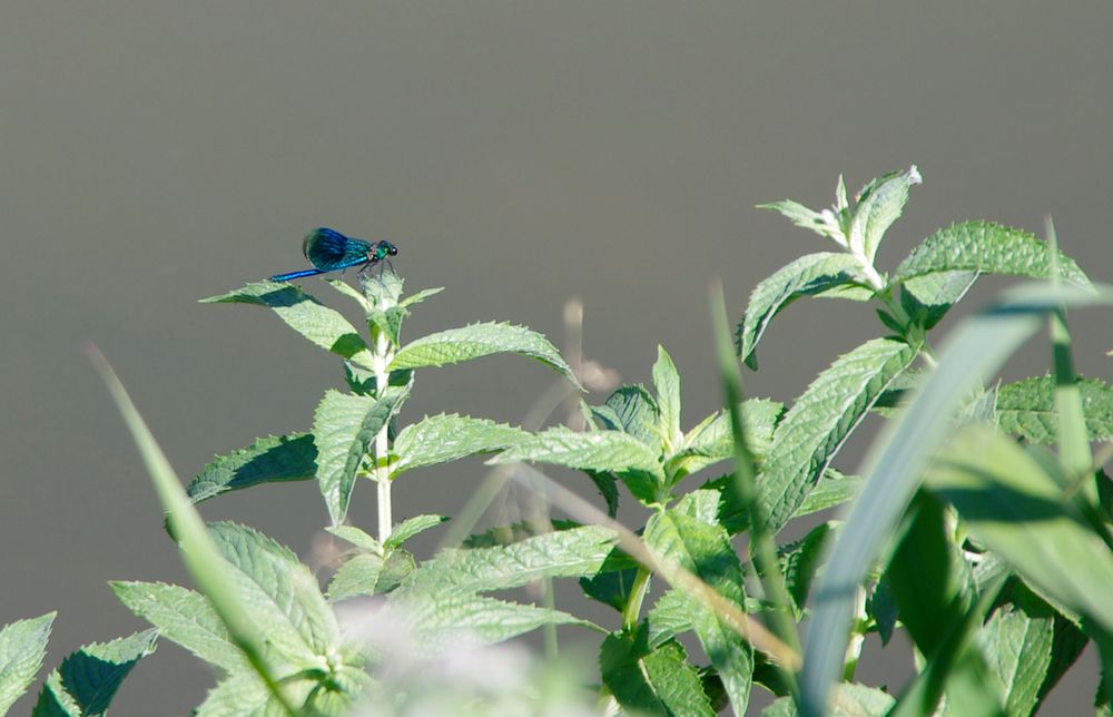 _Libelle Pleidelsheim Kawag,Calopteryx splendens, die gebänderte Prachtlibelle, männlich