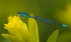 Libelle Pokalazurjungfer (Cercion lindenii)