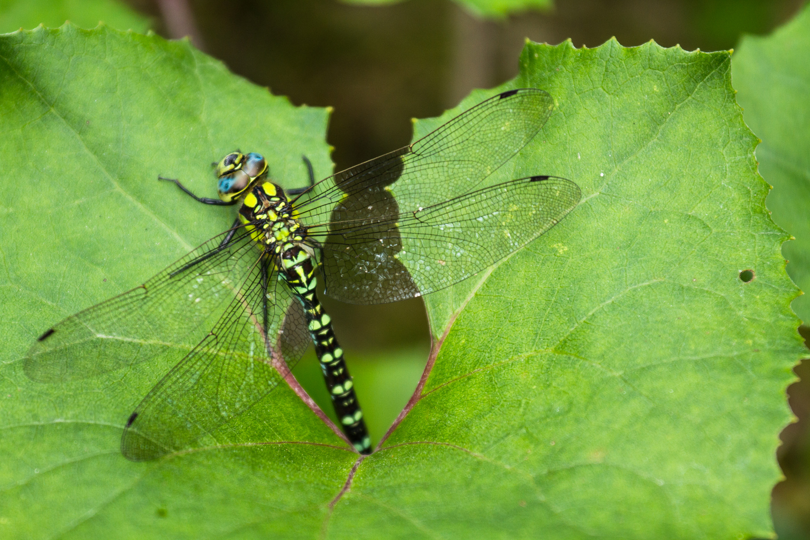 Libelle Quelljungfer