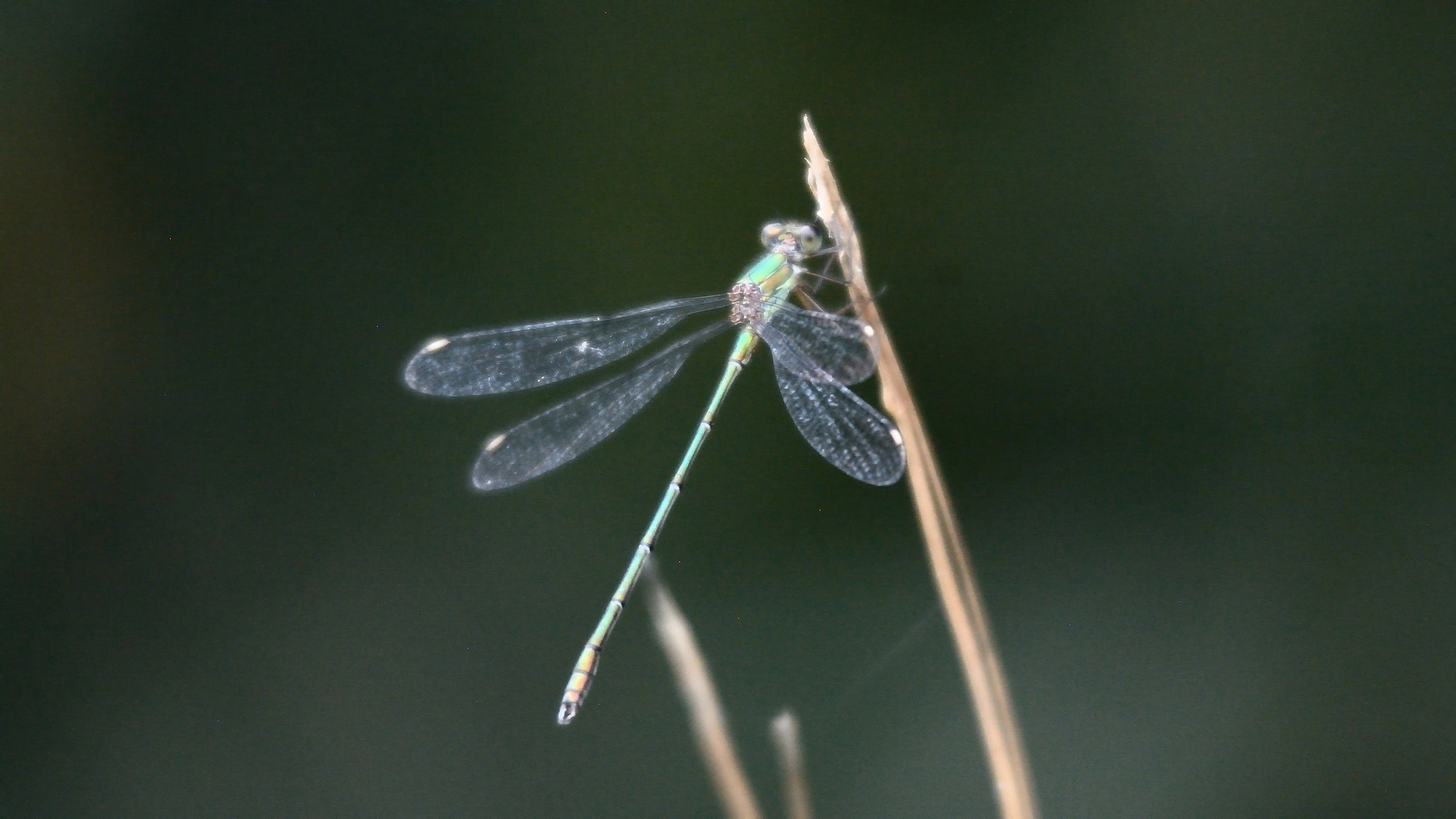 Libelle rastet auf einem Grashalm