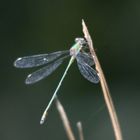 Libelle rastet auf einem Grashalm