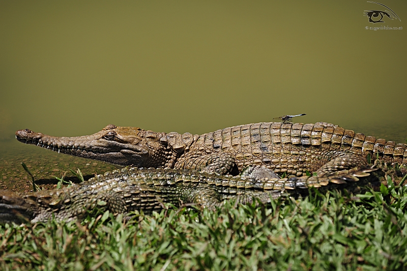 Libelle rastet auf Süßwasserkrokodil