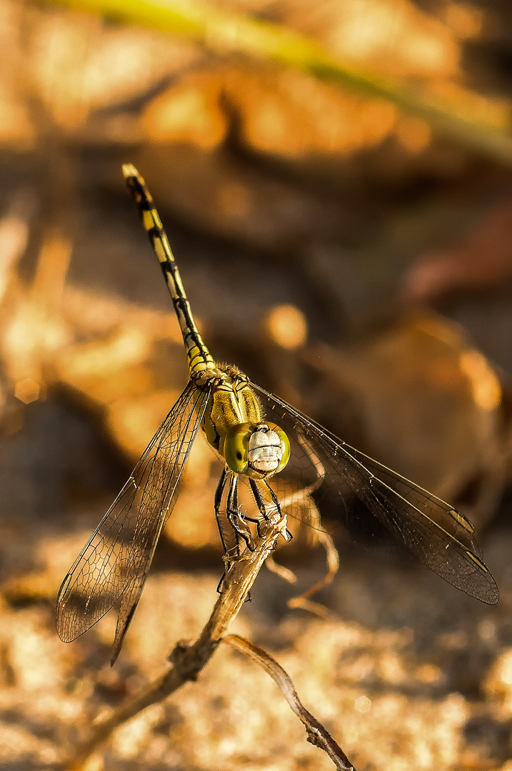 Libelle reloaded