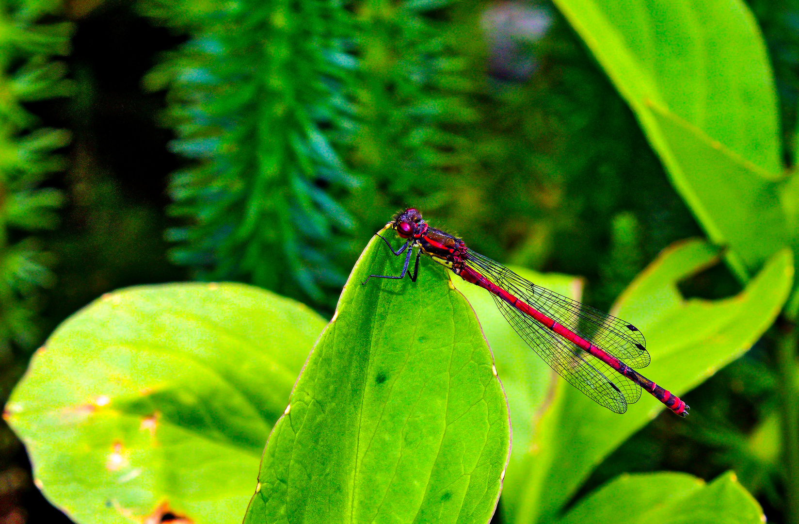 Libelle, rot