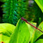 Libelle, rot