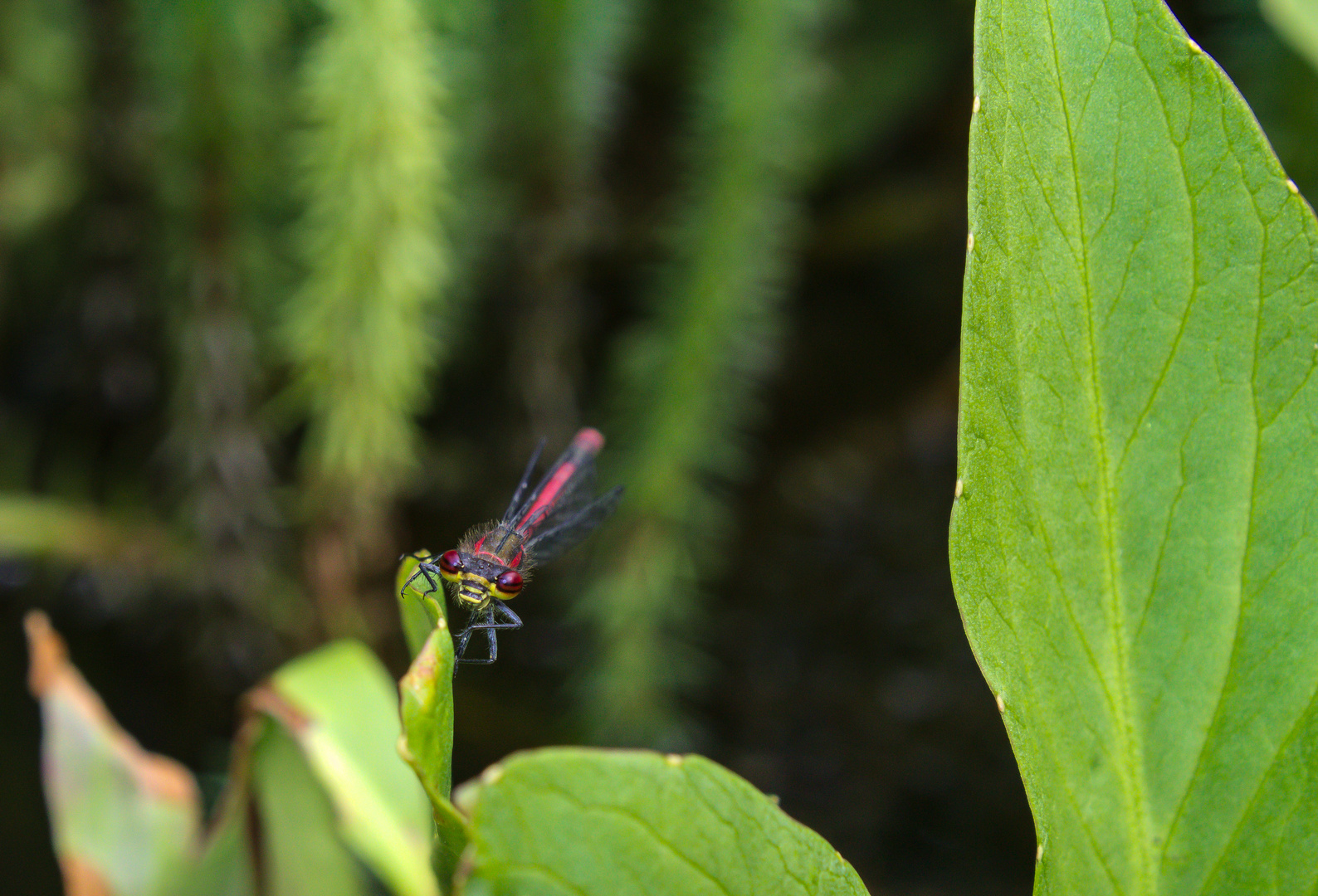 Libelle, rot - 2. Versuch