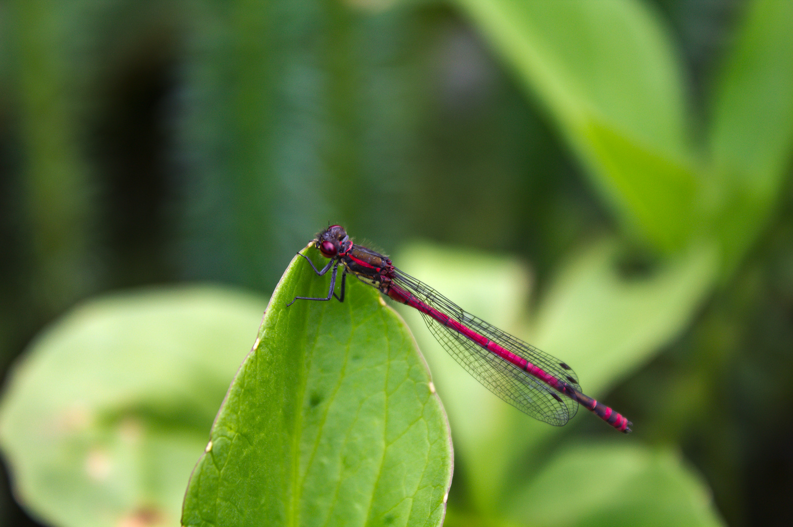 Libelle, rot - 2. Versuch