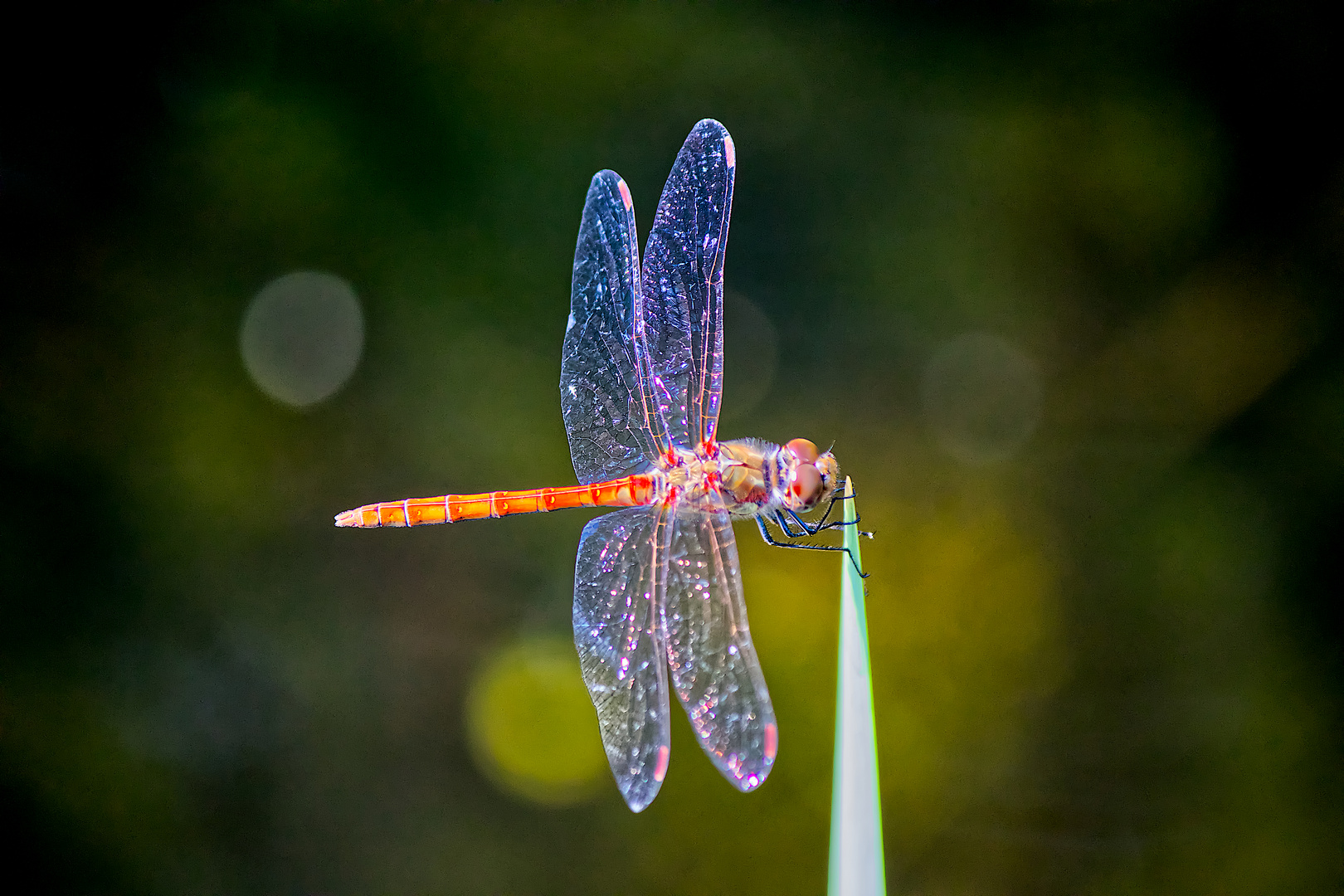 Libelle rot