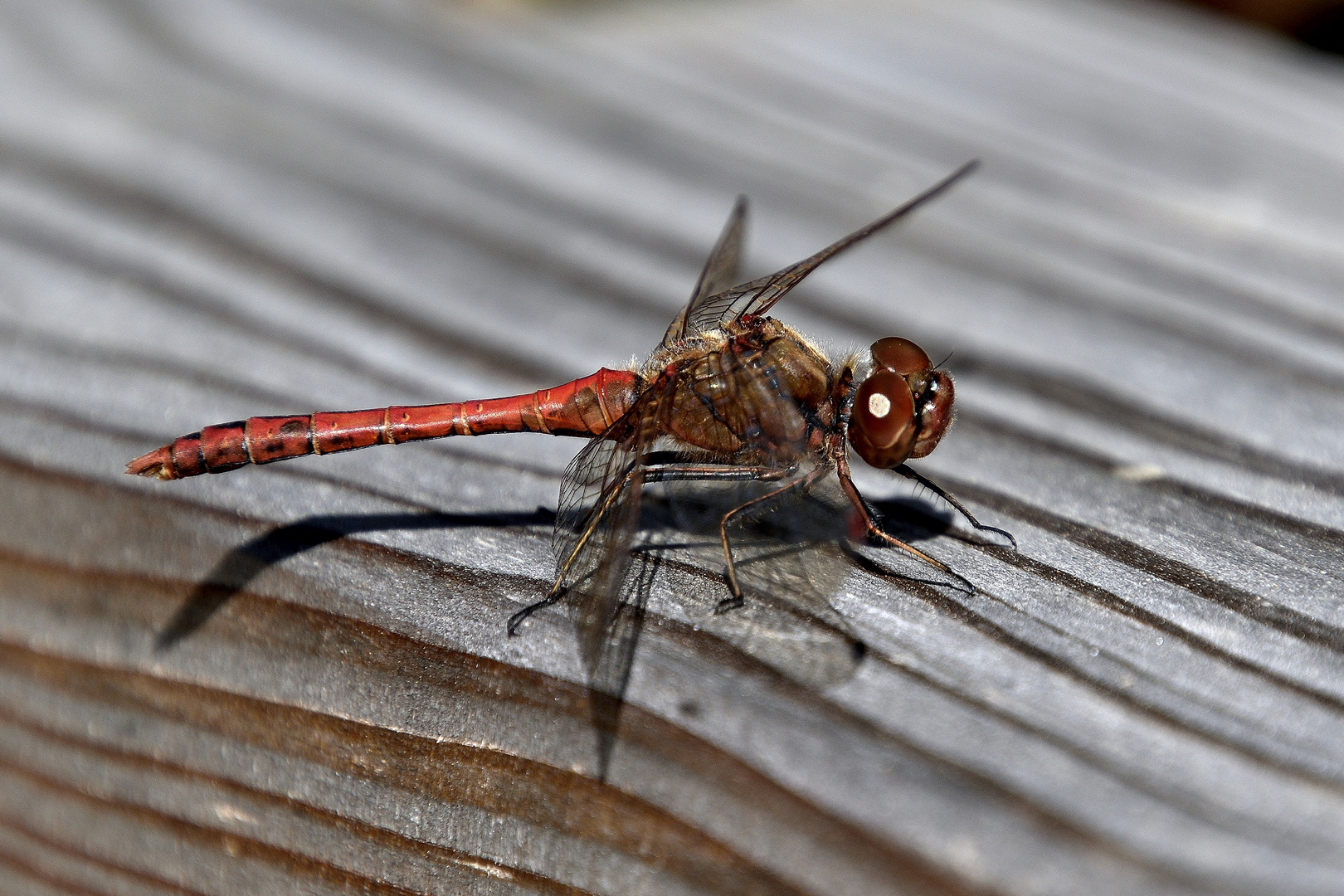 Libelle rot