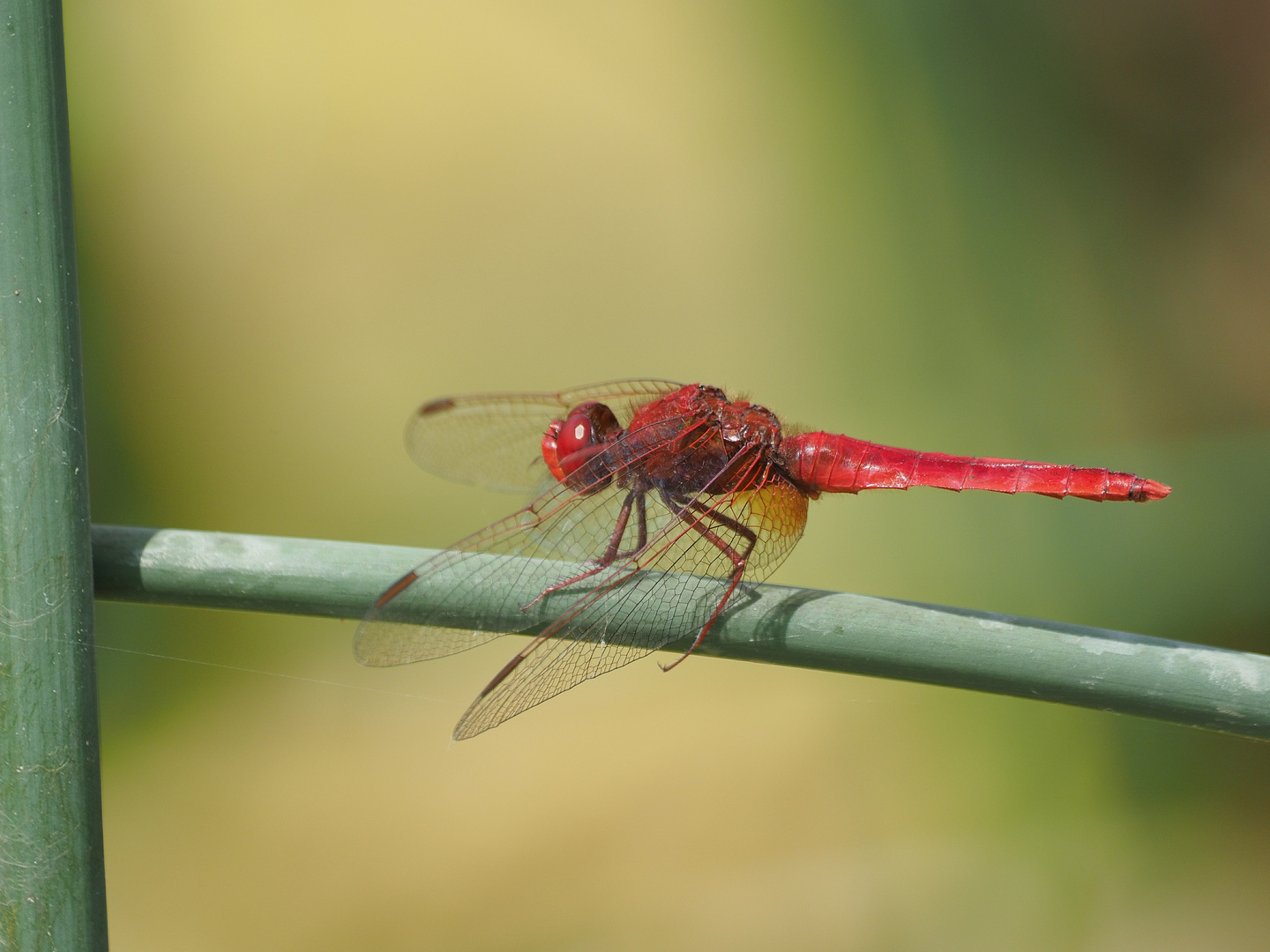 Libelle rot