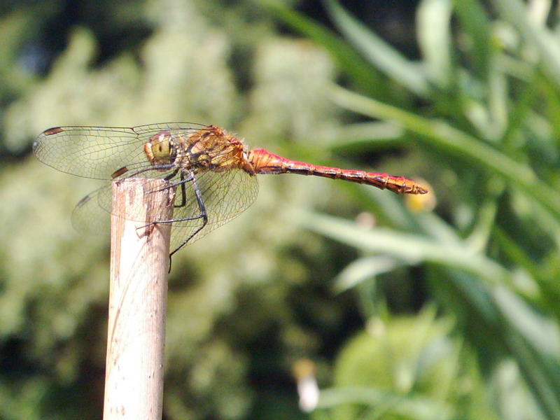 Libelle rot