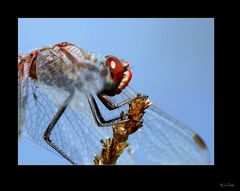 Libelle, rot ..