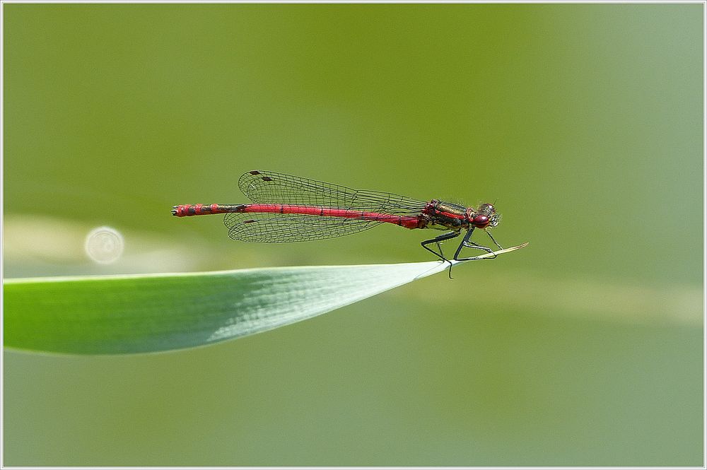 Libelle Rot bearbeitet