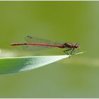 Libelle Rot bearbeitet