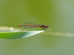 Libelle rot