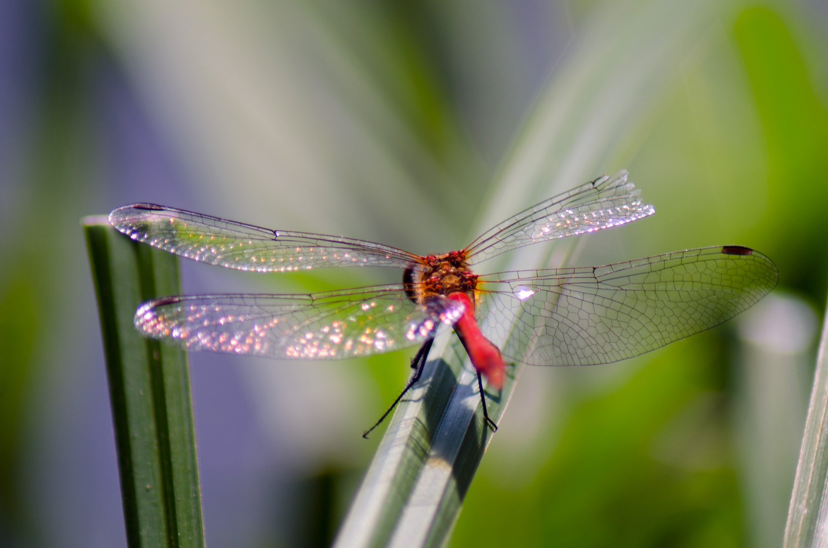 Libelle rot