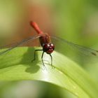 Libelle rot Makro