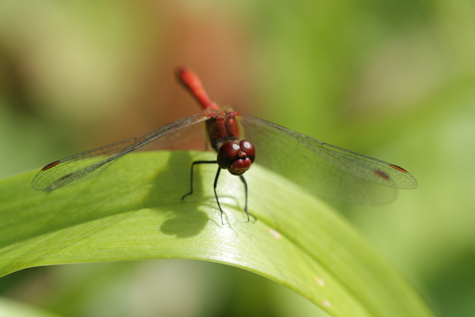 Libelle rot Makro