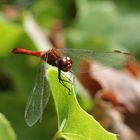 Libelle rot Makro II