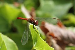 Libelle rot Makro II