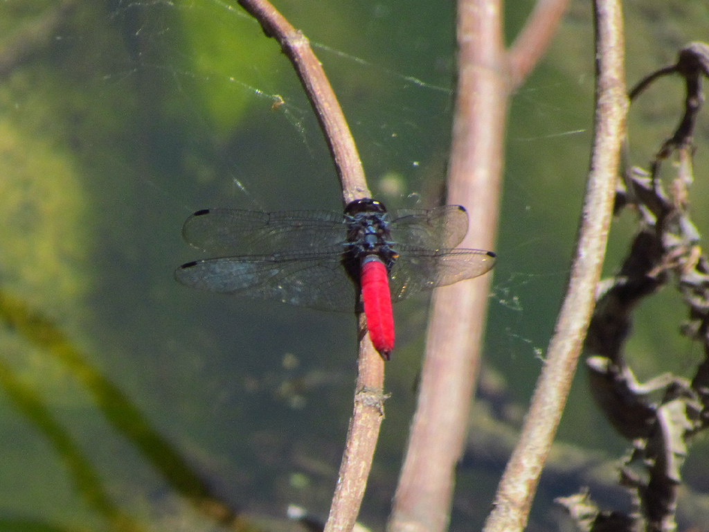 Libelle rot-schwarz