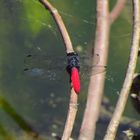 Libelle rot-schwarz