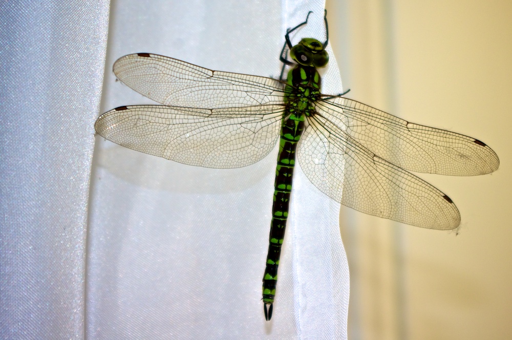 Libelle ruht nach Zimmerflug am Vorhang