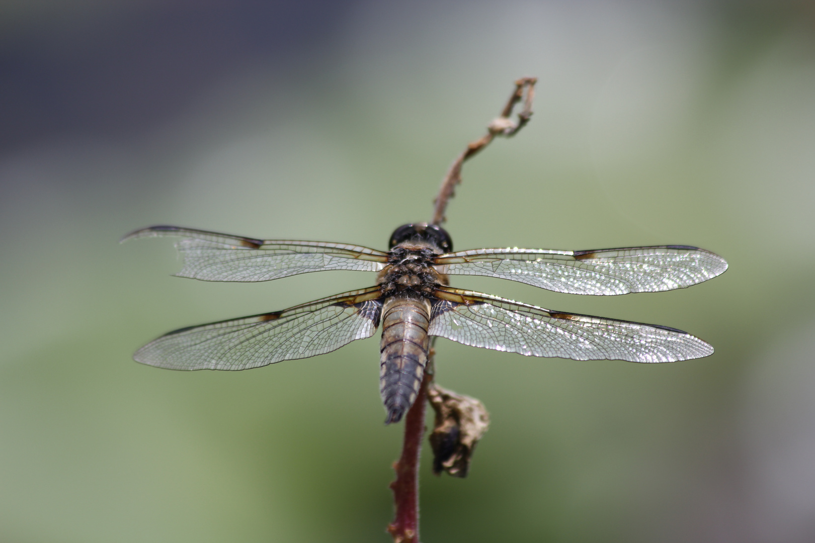 Libelle ruht sich am Teich aus!