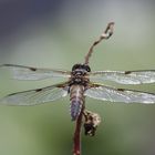 Libelle ruht sich am Teich aus!