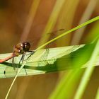 Libelle (Schattenbild der Flügel)