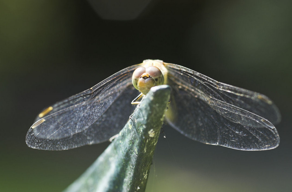 Libelle schaut an.