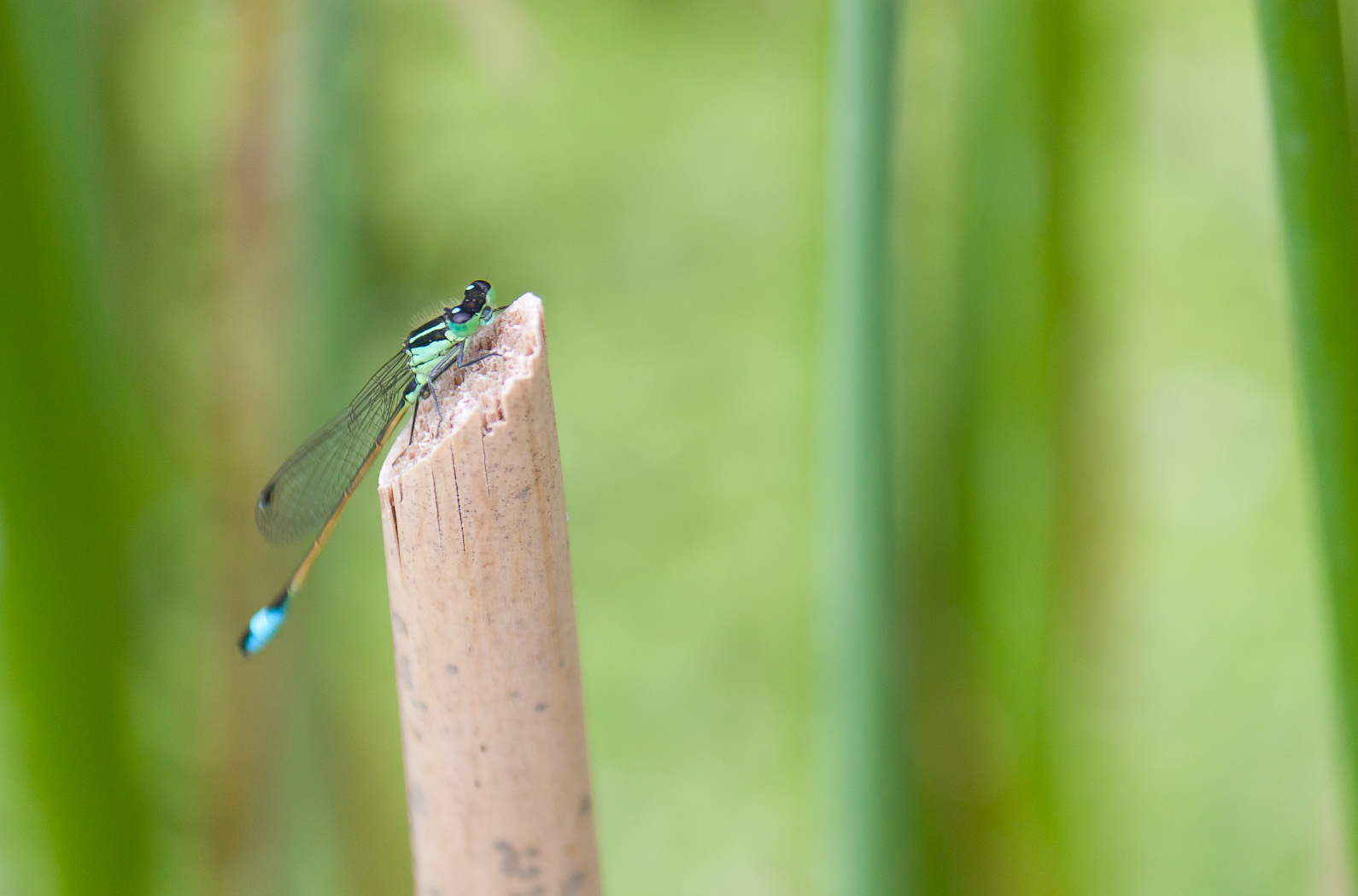 Libelle schaut in die Kamera