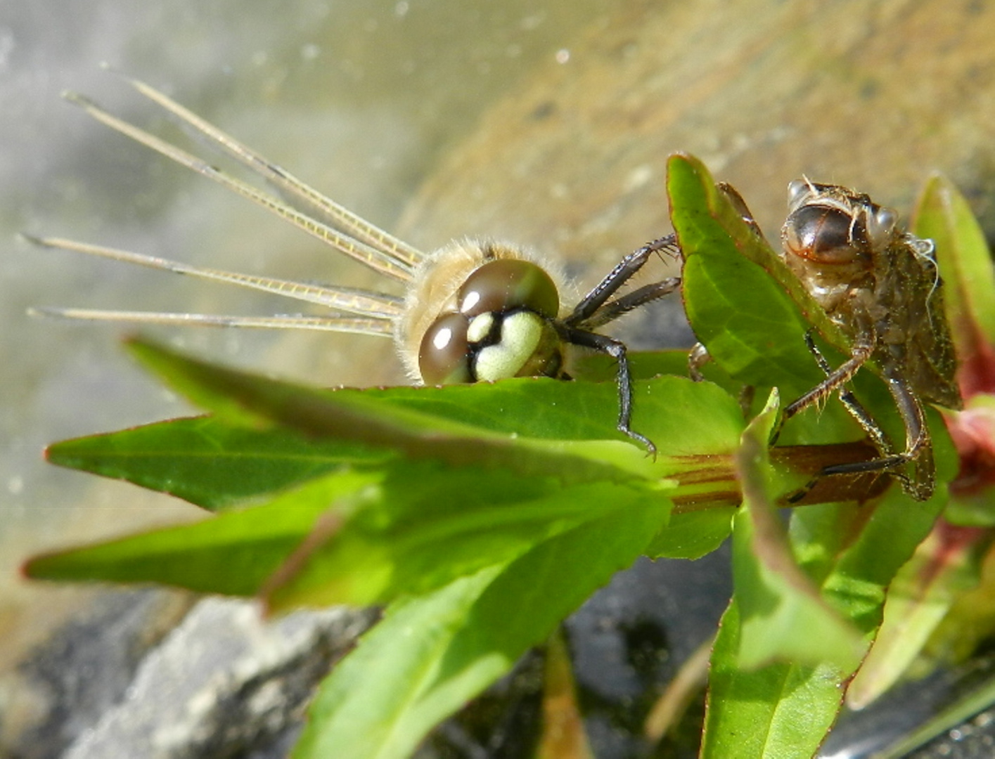 Libelle schaut nach wer da noch auf dem Blatt ist