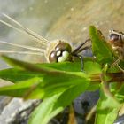 Libelle schaut nach wer da noch auf dem Blatt ist